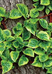 HYDRANGEA anomala Firefly
