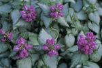 LAMIUM Purple Dragon