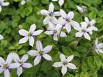 BLUE STAR CREEPER. In patios and walkways