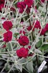 Blood red double flowers. Long period of bloom