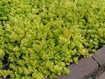 Golden Creeping Jenny