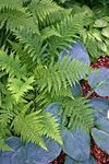 FERN Lady Fern