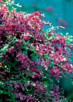 LESPEDEZA thunbergii Gibraltar