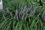 BLUE LILY TURF