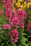 LOBELIA Monet Moment