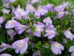 Short mats of blue flowers, quick to fill in