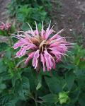 MONARDA Aquarius