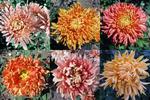 MUM COLLECTION - FOOTBALL