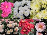 MUM COLLECTION - GARDEN