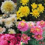 MUM COLLECTION - LARGE FLOWERING
