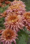 MUM Cherish