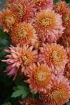 MUM Coral Cavalier