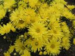 MUM Daisy Gold