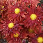 MUM Daisy Red