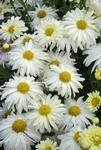 MUM Daisy White