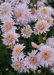 MUM Helen Mae