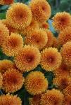 MUM Honeycomb