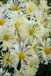 MUM Ivory Pinwheel