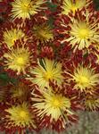 MUM Matchsticks