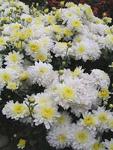 MUM Pure Delight