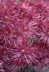 MUM Red Carousel