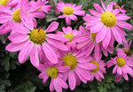 MUM Daisy Lavender