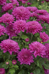MUM Debutante