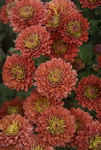 MUM Fire Glow