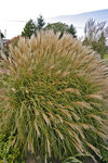 MISCANTHUS sinensis Adagio
