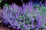 NEPETA musinii Dropmore Hybrid