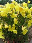 OENOTHERA Youngi