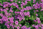 OXALIS Crassipes Rosea