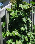 PARTHENOCISSUS tricuspidata Robusta