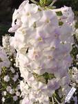 Fragrant white blooms on this "Bridal Flower"