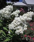 PHLOX paniculata David