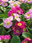POLYANTHUS Pink & Rose