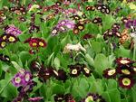 PRIMULA auricula Alpina Mix