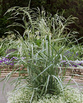 PANICUM amarum Dewey Blue
