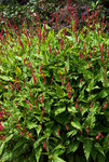 Fleeceflower - Bright red fingers of flowers