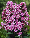 PHLOX paniculata Miss Ellie