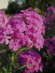 PHLOX paniculata Robert Poore