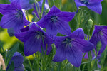 PLATYCODON Mariesii