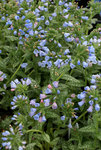 PULMONARIA Roy Davidson