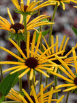 RUDBECKIA subtomentosa Henry Eilers