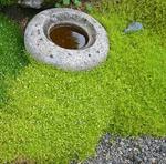 Moss like foliage