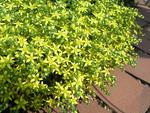 SEDUM Acre