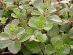 SEDUM Bronze Carpet