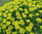 Yellow. Great ground cover. Does well in sun or part shade