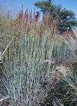 SORGHASTRUM nutans Sioux Blue