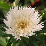 STOKESIA laevis Mary Gregory